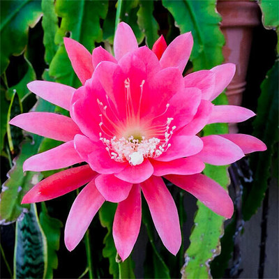 Cloud Farm Brahma Kamal Plant(Hybrid, Pack of 1)