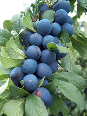 GreenHorizon Berry Plant(Hybrid, Pack of 1)