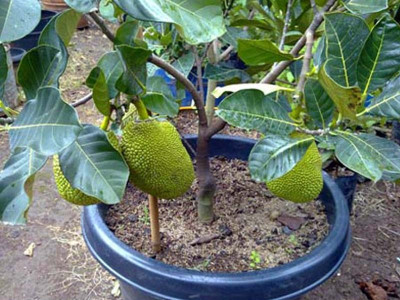 GreenyOn Jack Fruit Plant(Hybrid, Pack of 1)