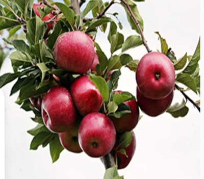 BER Apple Plant(Hybrid, Pack of 1)