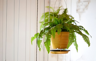 Audhav Boston Fern(Hybrid, Pack of 1)