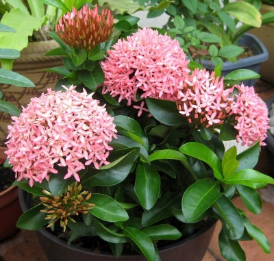 GreenThumb Ixora Mini Pink Flowering Plant(Hybrid, Pack of 1)