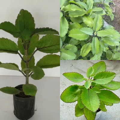 Cloud Farm Bryophyllum Pinnatum/Patharchatta Plant(Hybrid, Pack of 1)