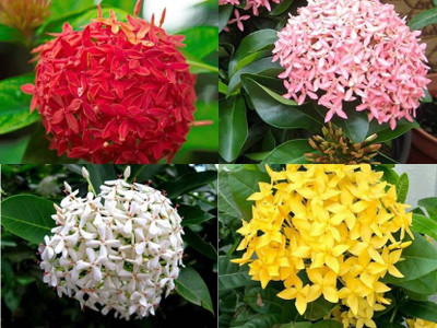Cloud Farm Trothic Ixora/Chethi Plant(Hybrid, Pack of 4)