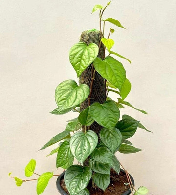 Bakuchi Betel Leaf Plant(Hybrid, Pack of 1)