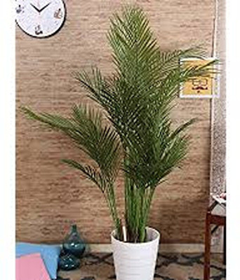 APOSOLUARD Areca Palm(Hybrid, Pack of 1)
