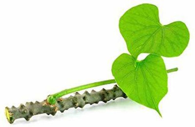 VibeX Giloye/Giloy Plant/Neem Tree Guruch Fresh Stems Seed(20 per packet)