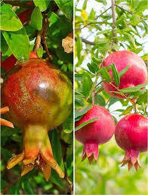 GLOBQRO Pomegranate Plant(Hybrid, Pack of 1)