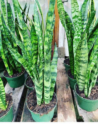 EDEN OF EARTH Snake Plant(Hybrid, Pack of 1)