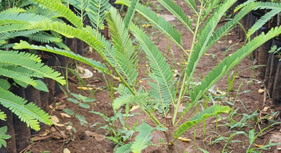 KUMUBON Amla Plant(Hybrid, Pack of 1)