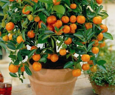 Aywal Bonsai Imported MANDARIN ORANGE PLANT Seed(31 per packet)