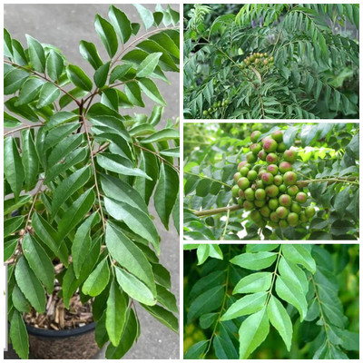 Cloud Farm Curry Leaf Plant(Hybrid, Pack of 1)