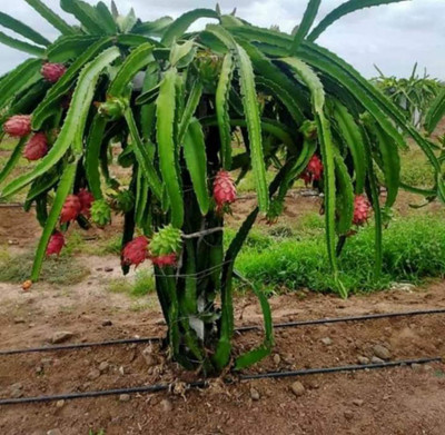 EliteGreen Dragon Tree(Hybrid, Pack of 1)