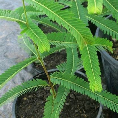 SKDIPAK Amla Plant(Hybrid, Pack of 1)