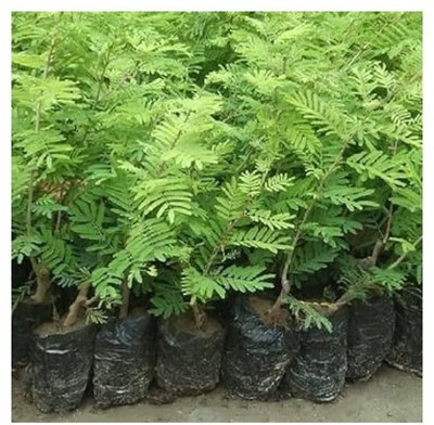 Treeicks Shami/Jand Plant(Hybrid, Pack of 1)
