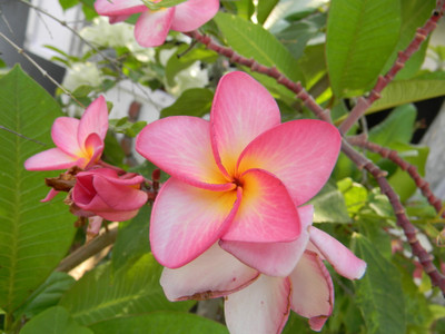 Cloud Farm Plumeria Plant(Hybrid, Pack of 1)