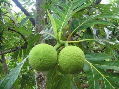 GreenyOn Breadfruit Plant(Hybrid, Pack of 1)