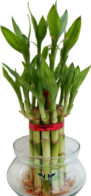 NiMoj Two Layer Bamboo Plant, Lucky Bamboo Plant(Hybrid, Pack of 1)