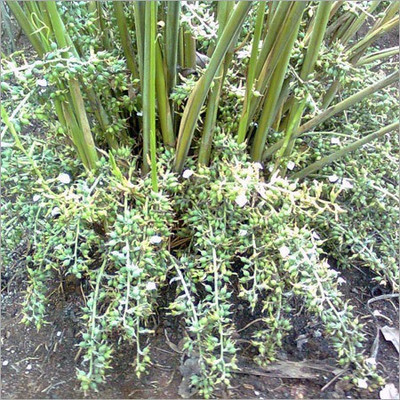 APOSOLUARD Elaichi/Cardamom Plant(Hybrid, Pack of 1)