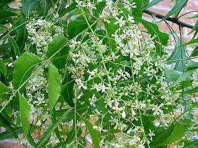 APOSOLUARD Neem Plant(Hybrid, Pack of 1)