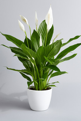 BloomShadow Peace Lily Plant(Hybrid, Pack of 1)