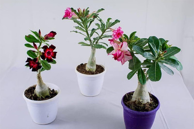UNIFRESH Adenium Plant(Hybrid, Pack of 1)