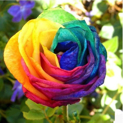 PLANTO FARM Rose Plant(Hybrid, Pack of 1)