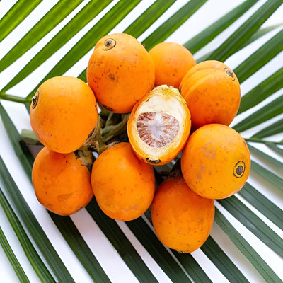 GLOBQRO Betel Nut/Supari Plant(Hybrid, Pack of 1)