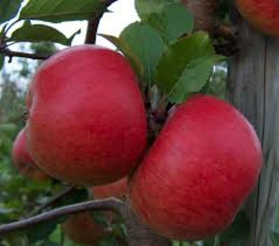 BREEZY BLOOMS Apple Plant(Hybrid, Pack of 1)
