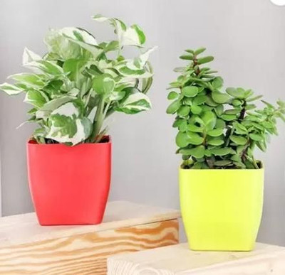Aquinnah Money Plant(Hybrid, Pack of 1)