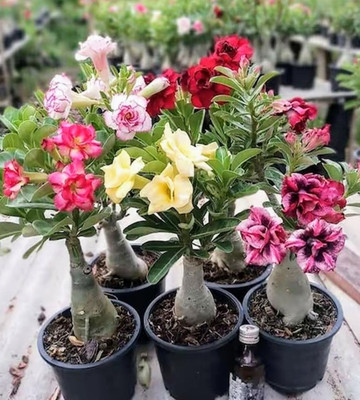 MATTAKARI Adenium Plant(Hybrid, Pack of 1)