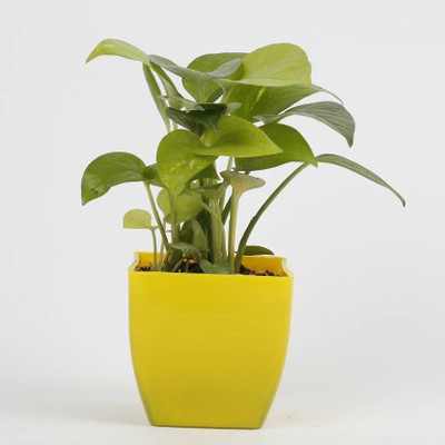 Aquinnah Money Plant(Hybrid, Pack of 1)