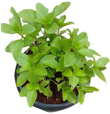 THE BHOWMICK Tulsi Plant(Hybrid, Pack of 1)