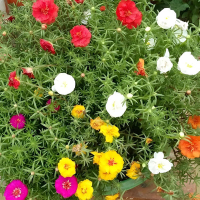 Lorvox 12'0 Clock Flower Seed(10 per packet)