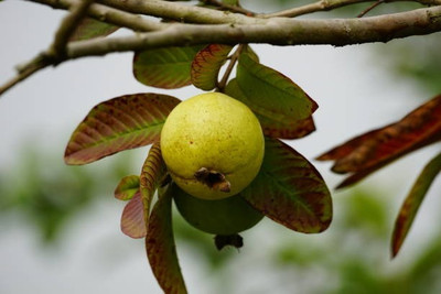 UNIFRESH Guava Plant(Hybrid, Pack of 1)