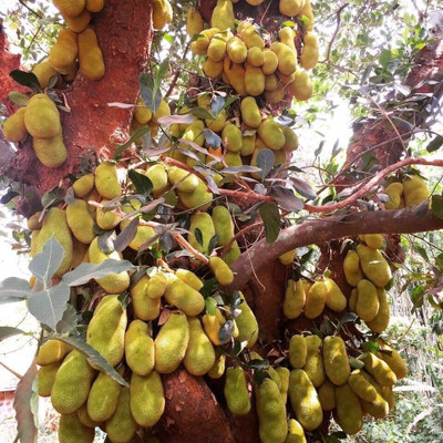 SBGARDEN Jackfruit Plant(Hybrid, Pack of 1)