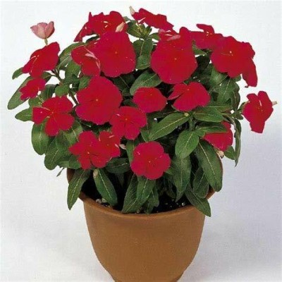 FURYHUB Sadabahar/Periwinkle Plant(Hybrid, Pack of 1)