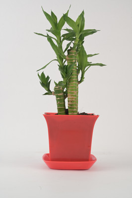 AVR with Happiness inhouse Lotus Plant(Hybrid, Pack of 1)
