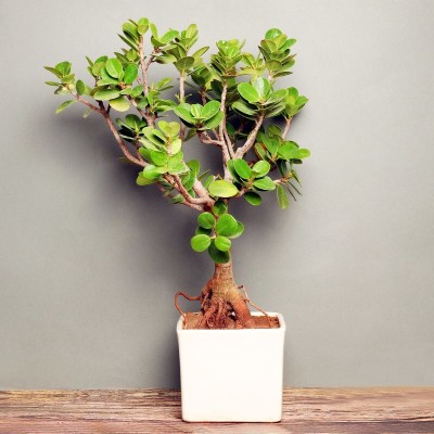 Agacha Ficus Plant(Hybrid, Pack of 1)