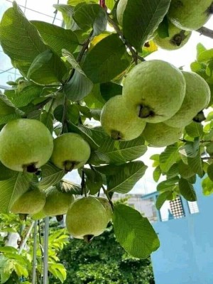 Lorvox Thailand Guava Fruit Seed(15 per packet)