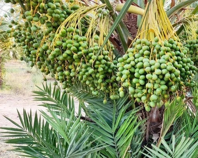 ALOCHUZ Phoneix Palm Plant(Hybrid, Pack of 1)