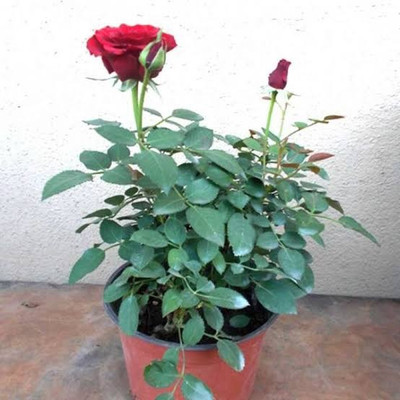 Dilip biswas Rose Plant(Hybrid, Pack of 1)