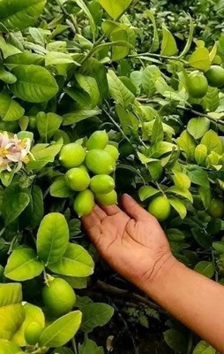 Nurseryfriend Lemon Plant(Hybrid, Pack of 1)