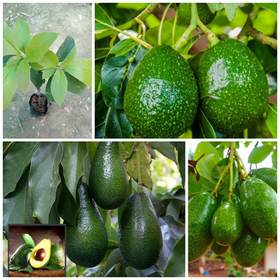 Cloud Farm Avocado Plant(Hybrid, Pack of 1)