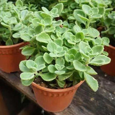 Bakuchi Ajwain Plant(Hybrid, Pack of 1)