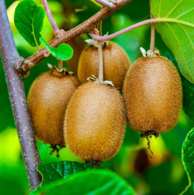 LifeShowMe Kiwi Plant(Hybrid, Pack of 1)