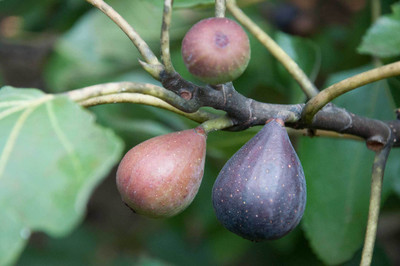 ABC Ficus Bonsai(Hybrid, Pack of 1)