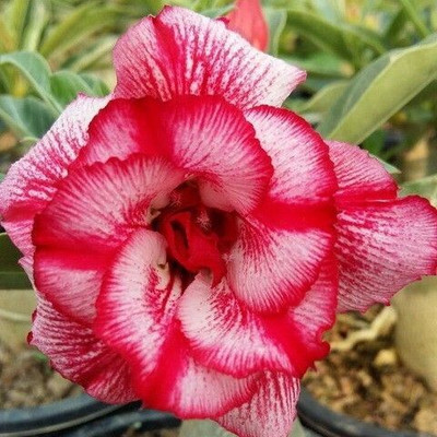 Oxygreenplant Adenium Plant(Hybrid, Pack of 1)