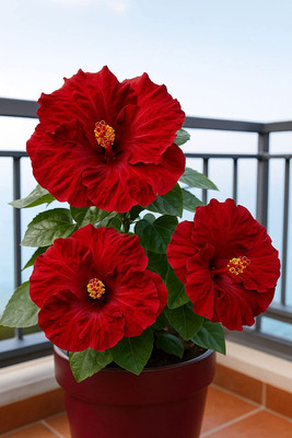 BloomShadow Hibiscus Plant(Hybrid, Pack of 2)