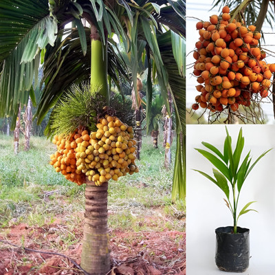 GLOBQRO Betel Nut/Supari Plant(Hybrid, Pack of 1)